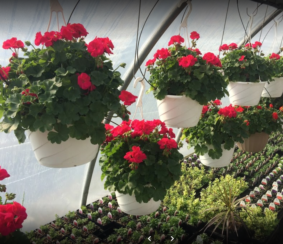 plants trees shrubs flowers annuals perennials landscaping hardscaping poolscapes firepits landscape hardscape mulch design pleasant hill hanover pa garden center